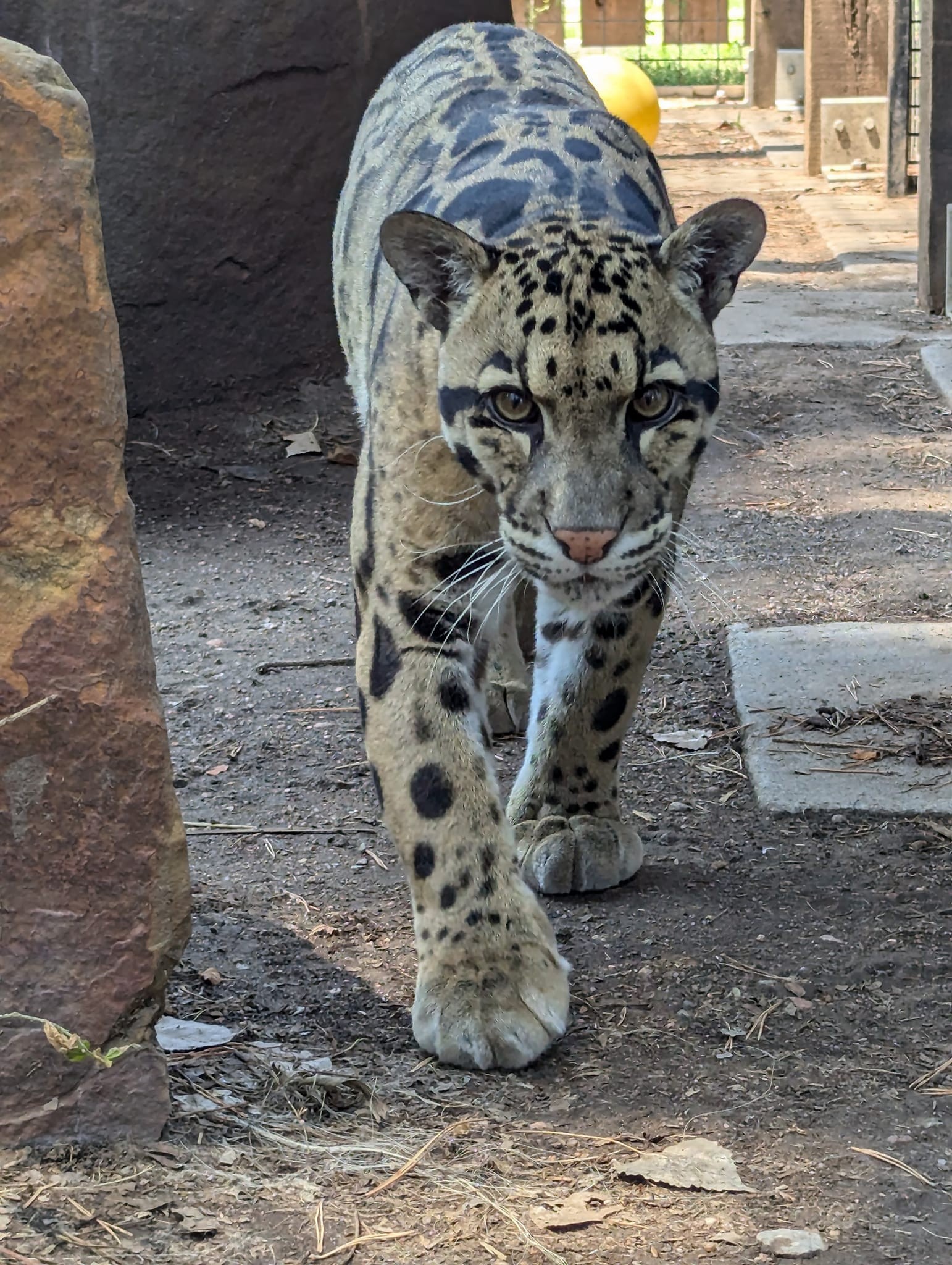 Clouded Leopard